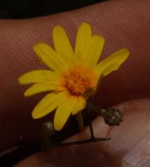 Ursinia punctata