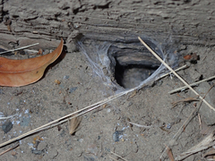 Calisoga longitarsis