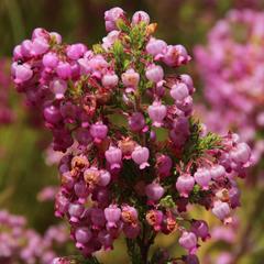 Erica bergiana bergiana