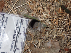 Calisoga longitarsis