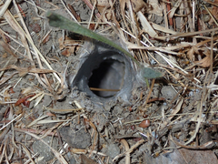 Calisoga longitarsis