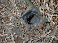 Calisoga longitarsis