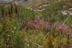 Erica bergiana bergiana
