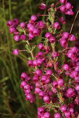 Erica bergiana bergiana
