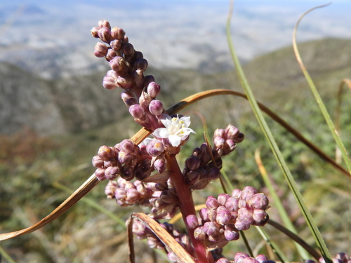 Image of Nolina micrantha by (c) Leticia Jiménez Hernández, some rights reserved (CC BY-SA)