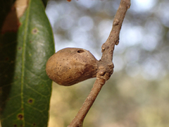 Heteroecus pacificus