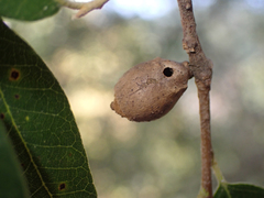 Heteroecus pacificus