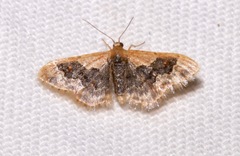 Idaea gemmata