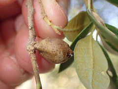 Heteroecus pacificus