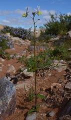 Nemesia anisocarpa