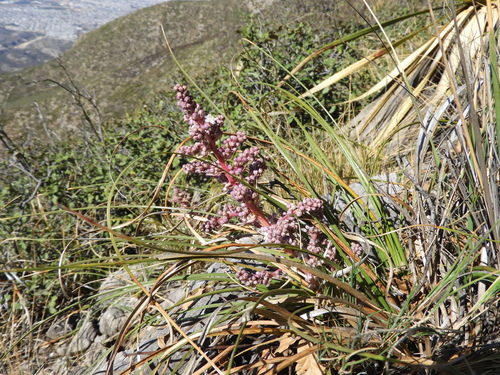 Image of Nolina micrantha by (c) Leticia Jiménez Hernández, some rights reserved (CC BY-SA)