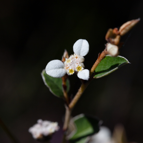 Spyridium thymifolium Reissek