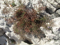 Limonium cancellatum