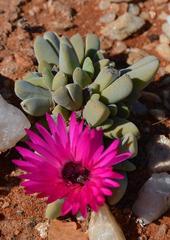 Cheiridopsis purpurea