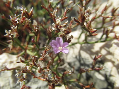 Limonium cancellatum