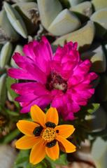 Cheiridopsis purpurea