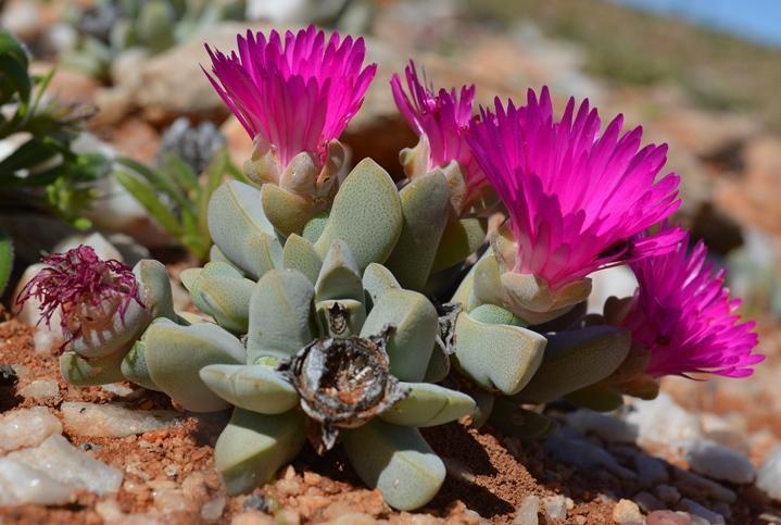 Cheiridopsis purpurea