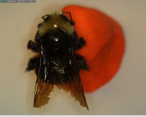 iNaturalist observation photo of Yellow-faced Bumble Bee