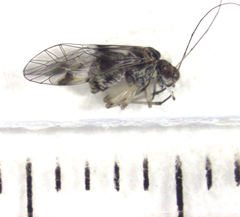 Clematostigma maculiceps