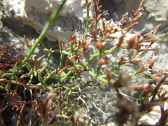 Limonium cancellatum