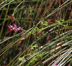 Fumaria muralis muralis