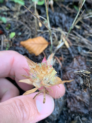 Collomia grandiflora