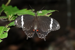 Papilio amynthor