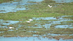 Ardea intermedia brachyrhyncha