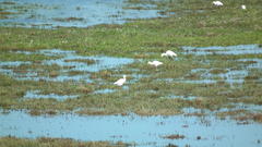 Ardea intermedia brachyrhyncha