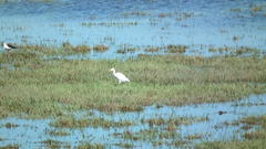 Ardea intermedia brachyrhyncha