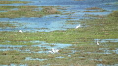 Ardea intermedia brachyrhyncha