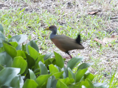 Aramides cajaneus