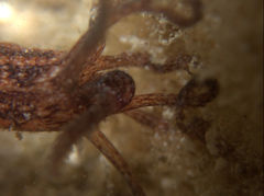Synaptula media
