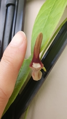 Aristolochia acuminata