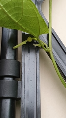 Aristolochia acuminata