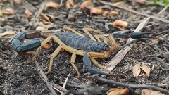 Centruroides fulvipes