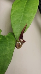 Aristolochia acuminata