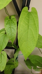 Aristolochia acuminata