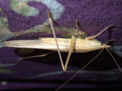 Pseudorhynchus froggatti