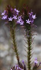 Merciera eckloniana