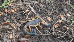 Centruroides fulvipes