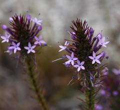 Merciera eckloniana