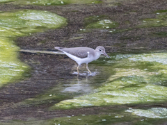 Actitis macularius