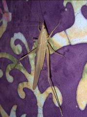 Pseudorhynchus froggatti