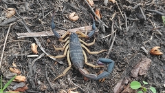 Centruroides fulvipes