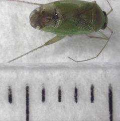 Micromimetus