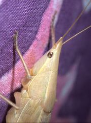 Pseudorhynchus froggatti