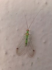 Leucochrysa explorata