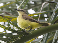 Machetornis rixosa