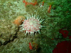 Anthostella stephensoni